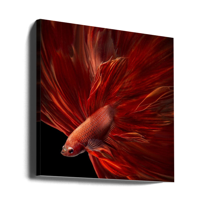 Red Fire Bettafish Square Canvas Art