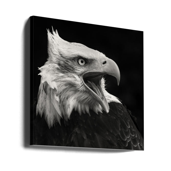 The American Eagle Square Canvas Art Print