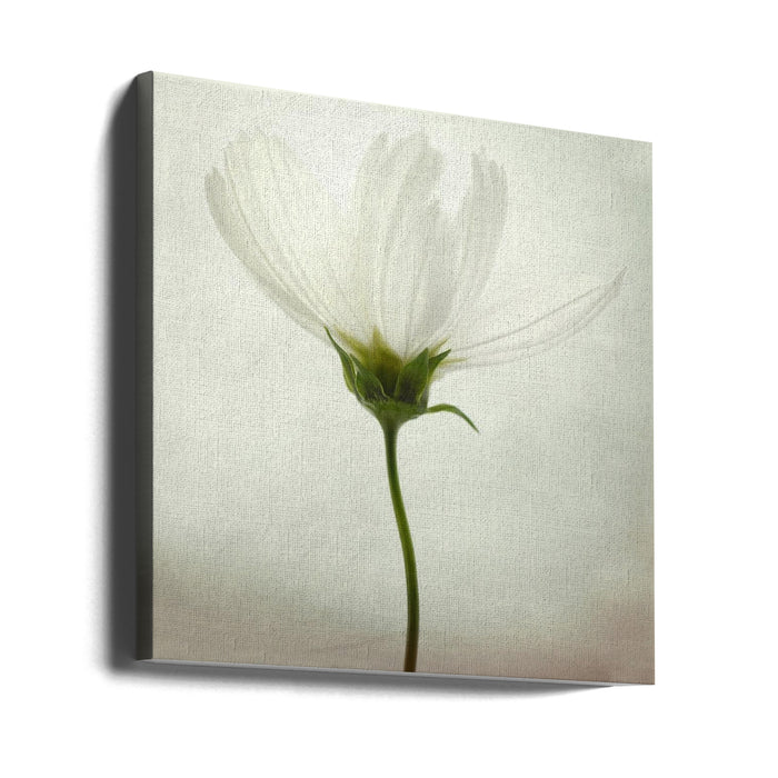 White cosmos Square Canvas Art Print