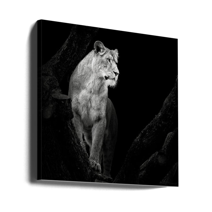 Lioness Square Canvas Art Print