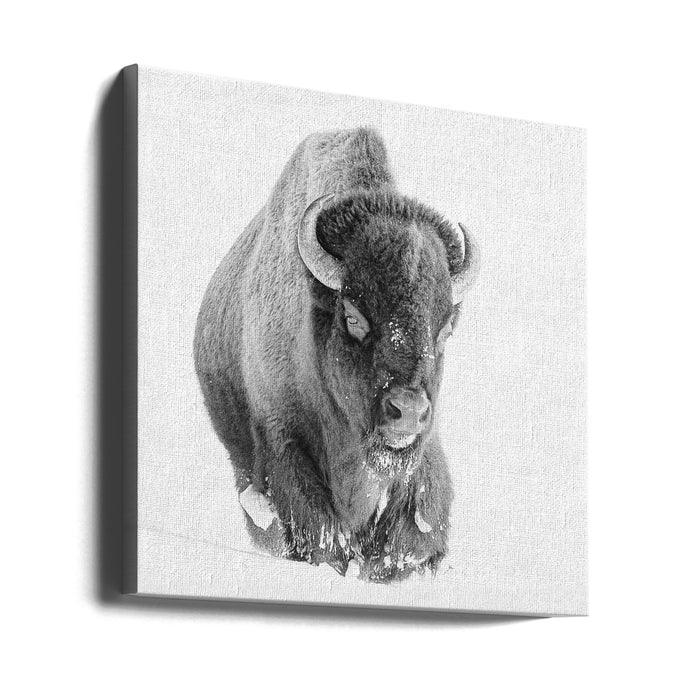 Determined Square Canvas Art Print