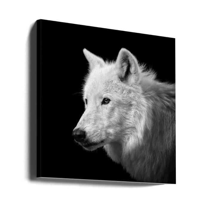 White Wolf #2 Square Canvas Art