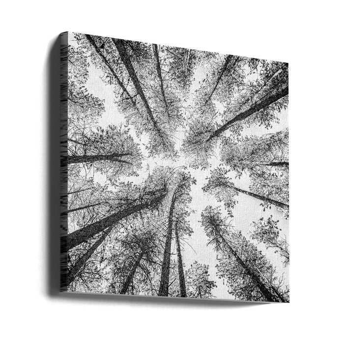 Tree Etching 002 Square Canvas Art Print