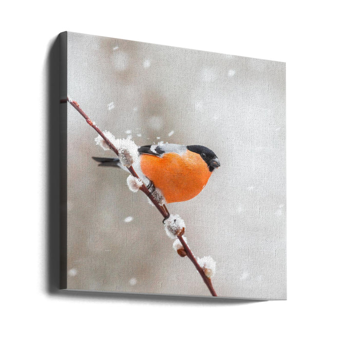 Bullfinch in a snowstorm. Square Canvas Art Print