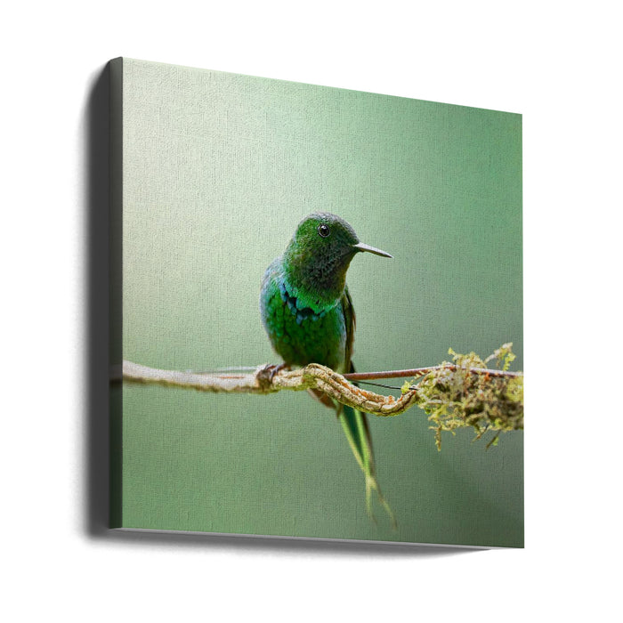 Discosura conversii Square Canvas Art Print