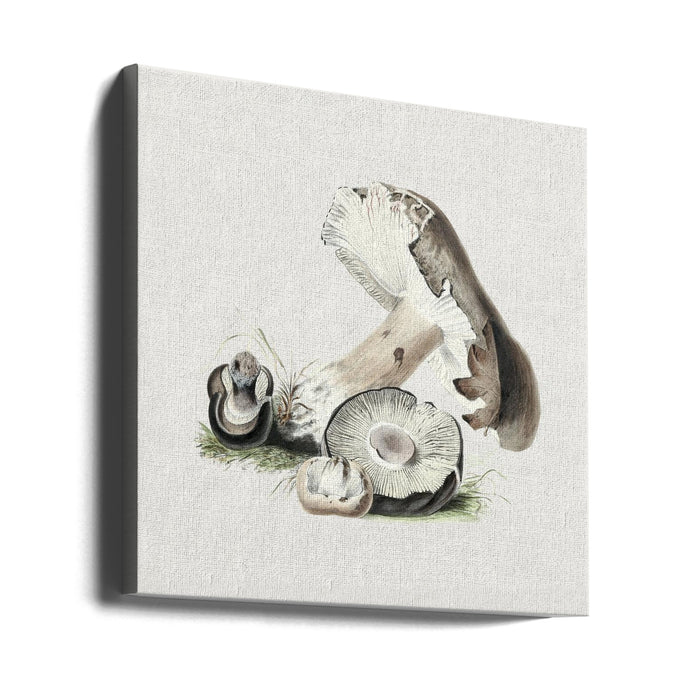 Vintage Agaricus Augustus Mushroom Square Canvas Art Print