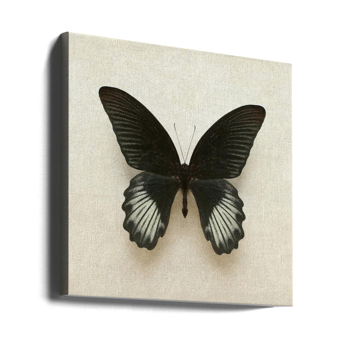 Black Mormon Butterfly Square Square Canvas Art Print