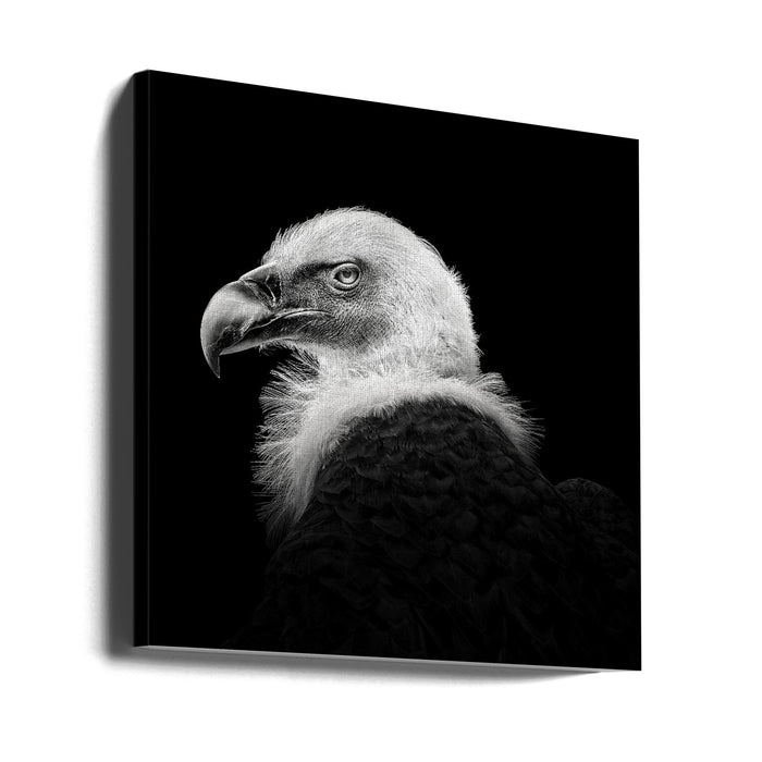 Eurasian Griffon #7 Square Canvas Art Print