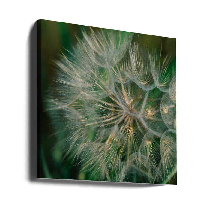 Summer Dandelion Square Canvas Art Print