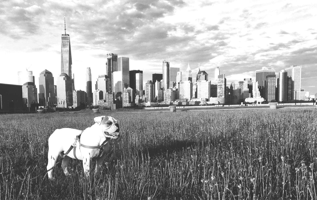 English bulldog framed art Black and white NYC skyline Picture Frame Store New Jersey