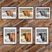 Highland Cow art print Buffalo Animal Print Decor Picture Frame Store New Jersey