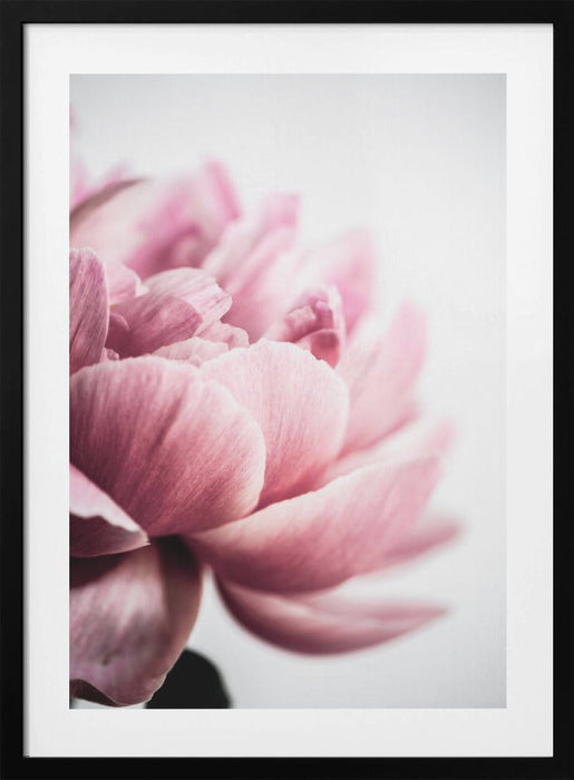 Peony 1 Framed Art Wall Decor - 18x24 / Black Frame - Framed Art