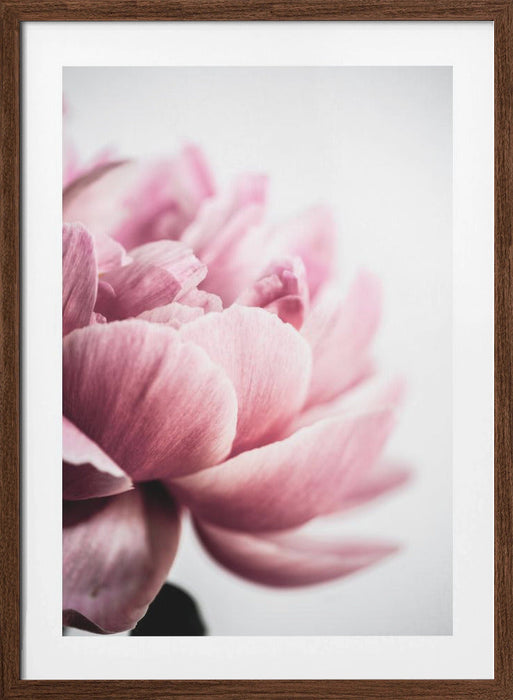 Peony 1 Framed Art Wall Decor - 18x24 / Brown Frame - Framed Art