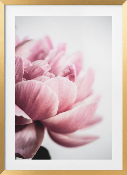 Peony 1 Framed Art Wall Decor - 18x24 / Gold Frame - Framed Art