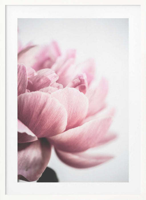 Peony 1 Framed Art Wall Decor - 18x24 / White Frame - Framed Art