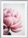 Peony 1 Framed Art Wall Decor - Framed Art