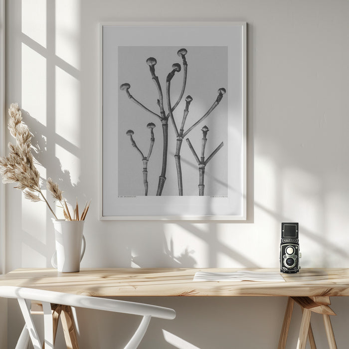 Cornus Florida Framed Art Wall Decor