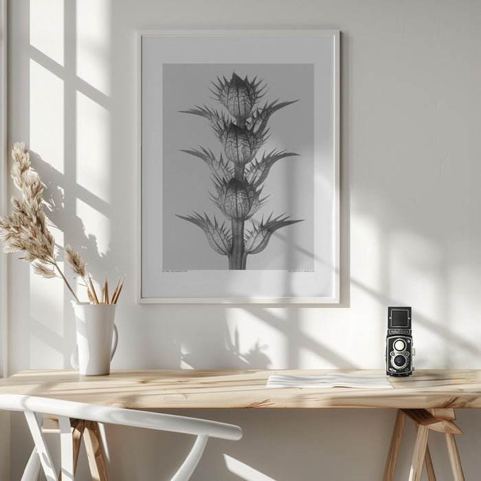 Acanthus mollis Framed Art Wall Decor