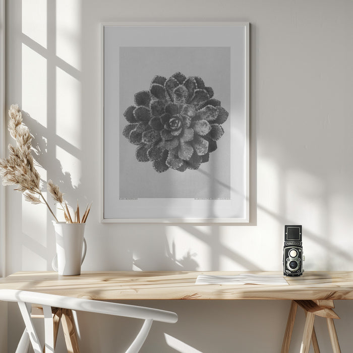 Margined Pyramidal Saxifrage Framed Art Wall Decor