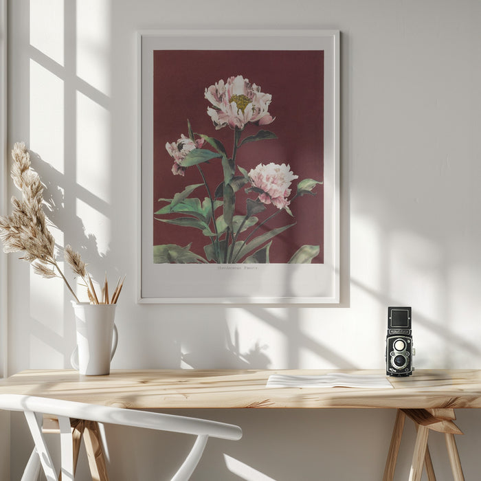 Hærdaceous Peony no2 Framed Art Modern Wall Decor