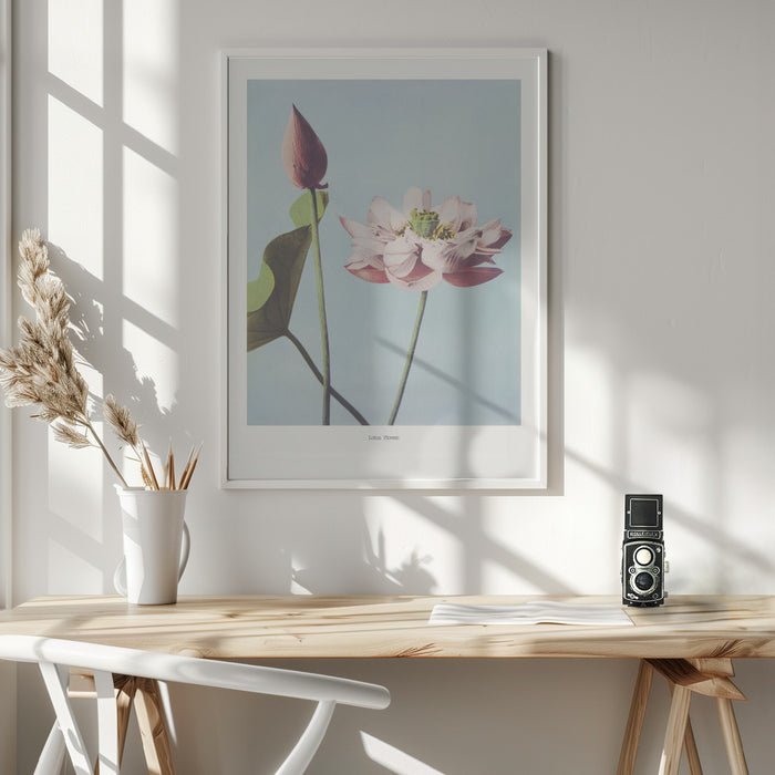 Lotus Flowers Framed Art Modern Wall Decor