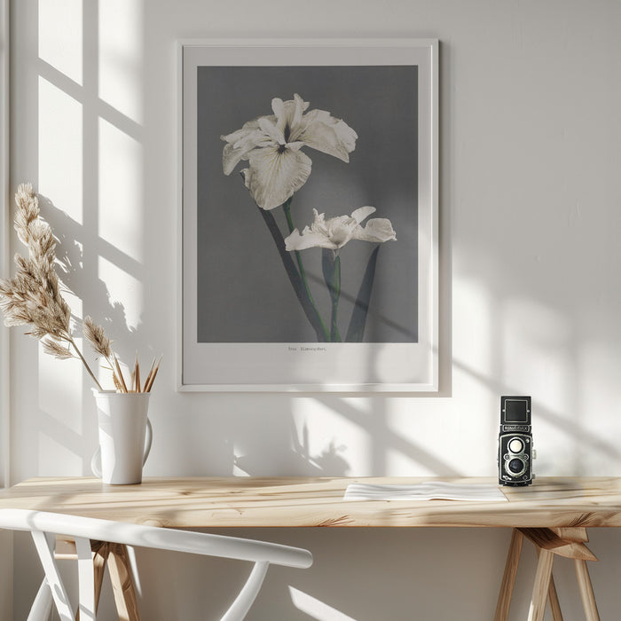 Iris Kæmpferi Framed Art Modern Wall Decor