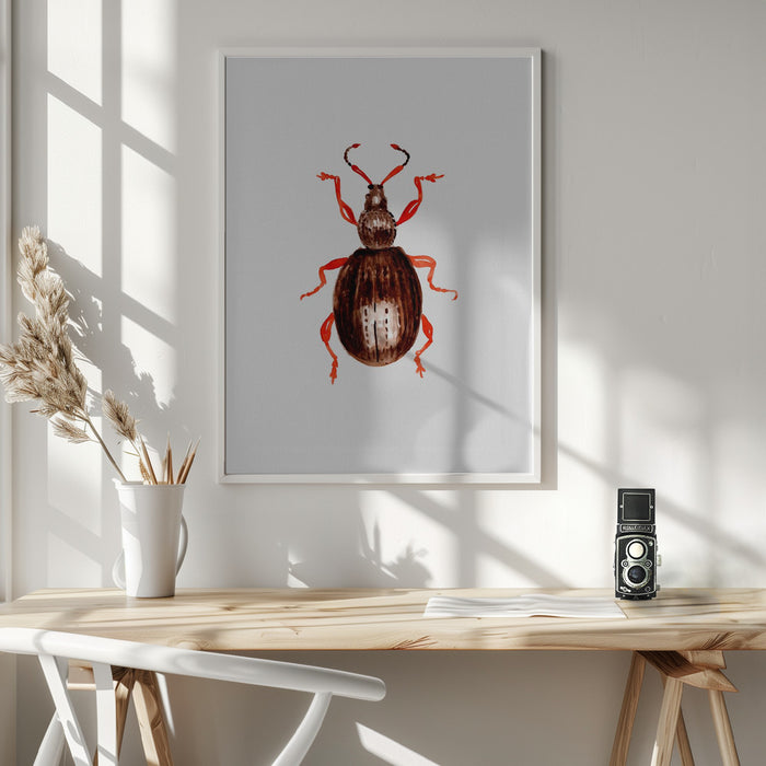 Strawberry root weevil  or Otiorhynchus ovatus Framed Art Wall Decor