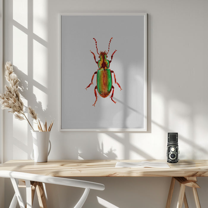 Carabidae ground beetle or Harpalus distinguendus Framed Art Wall Decor