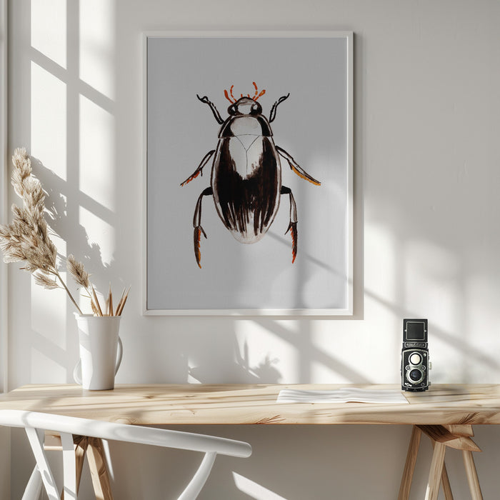 Water scavenger beetle or Hydrophilus aterrimus Framed Art Wall Decor