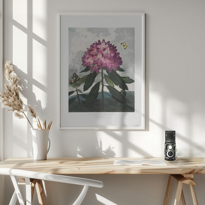 The Pontic Rhododendron from The Temple of Flora (1807) Framed Art Wall Decor