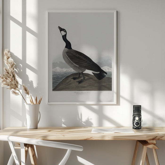 Hutchins's Barnacle Goose From Birds of America (1827) Framed Art Wall Decor