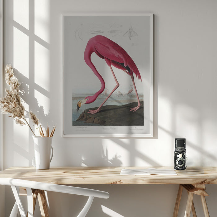 Pink Flamingo From Birds of America (1827) Framed Art Wall Decor