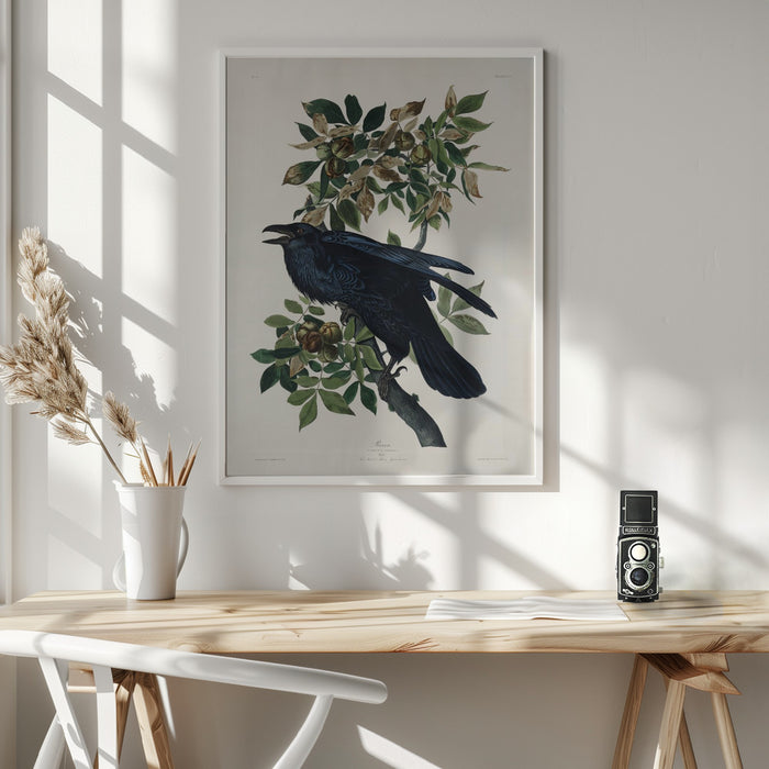 Raven From Birds of America (1827) Framed Art Wall Decor