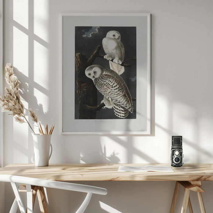 Snowy Owl From Birds of America (1827) Framed Art Wall Decor