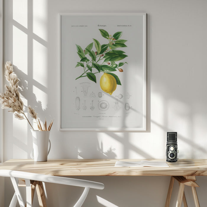 Lemon (citrus Limonium) Framed Art Wall Decor