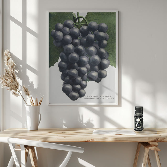 Campbell's Early Grape Lithograph Framed Art Wall Decor