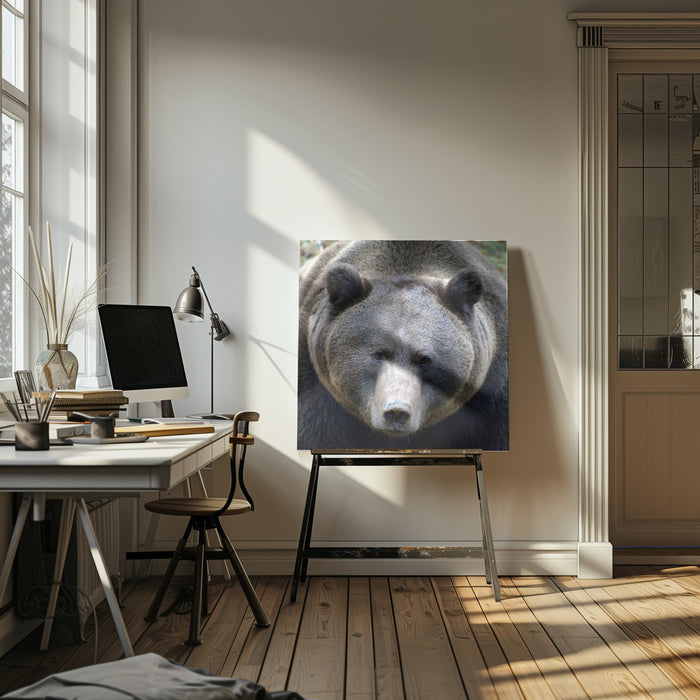 The Bear's look Square Canvas Art Print