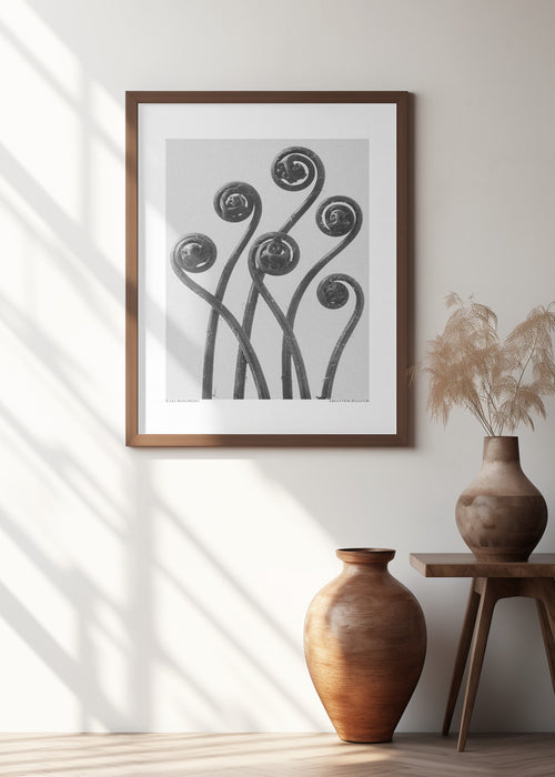 Adiantum pedatum Framed Art Modern Wall Decor