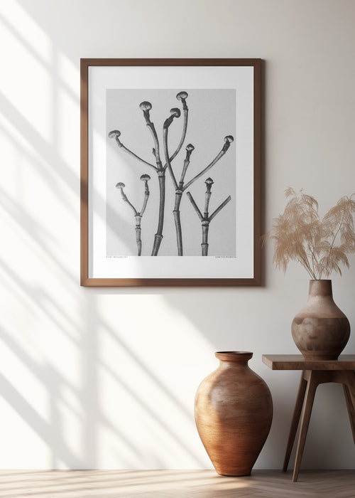 Cornus Florida Framed Art Modern Wall Decor