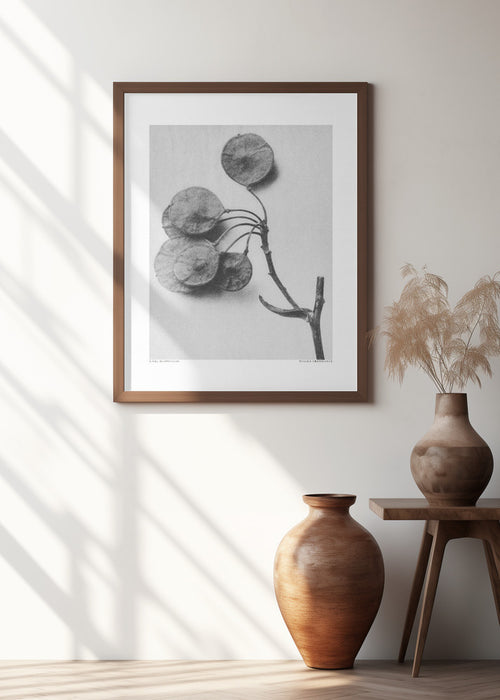 Ptelea Trifoliata Framed Art Modern Wall Decor