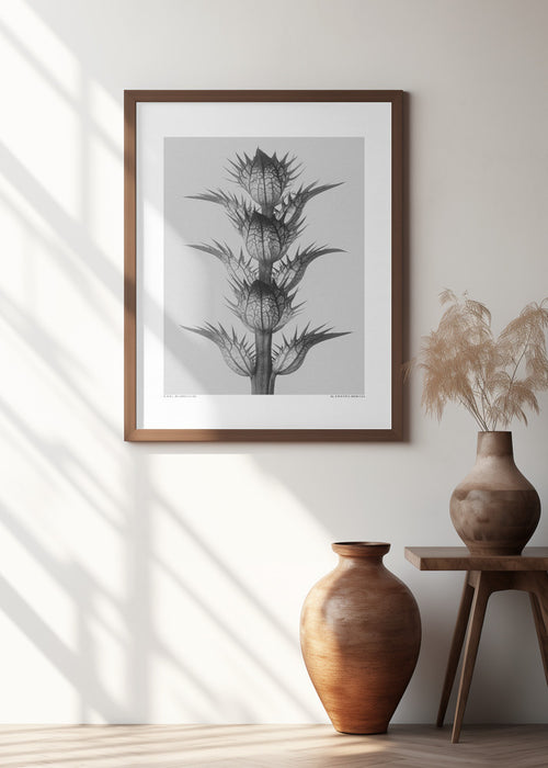 Acanthus mollis Framed Art Modern Wall Decor