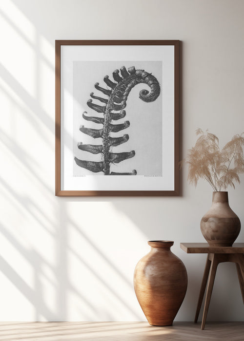 Polystichum Munitum Framed Art Modern Wall Decor