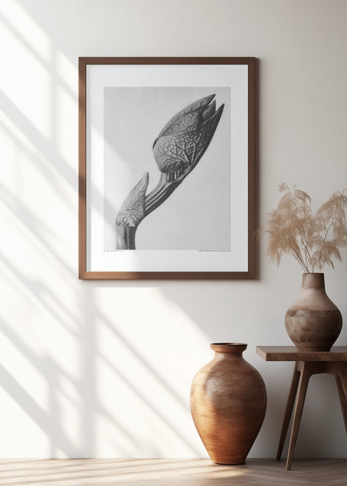 Aristolochia clematitis Framed Art Modern Wall Decor