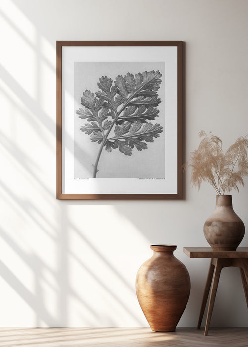 Chrysanthemum parthenium Framed Art Modern Wall Decor