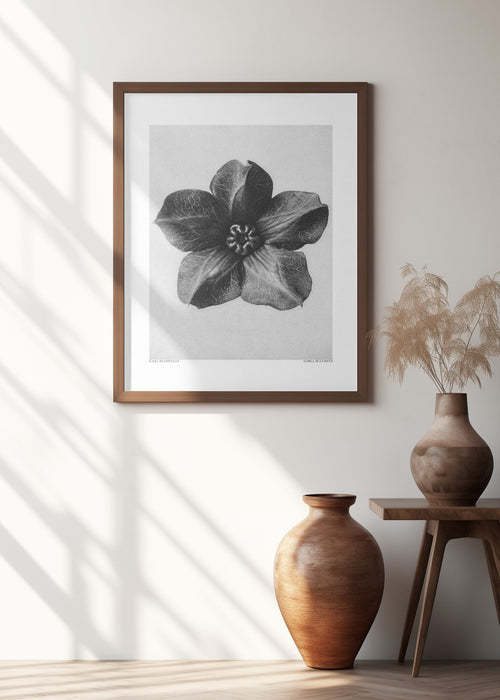 Cobaea Scandens Framed Art Modern Wall Decor