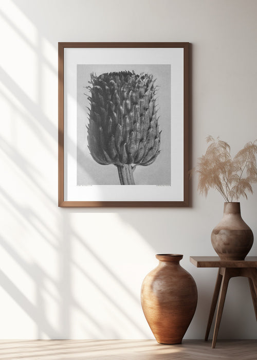 Cirsium Canum (Thistle) Framed Art Modern Wall Decor