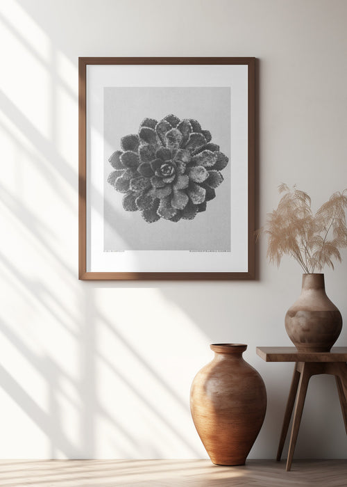 Margined Pyramidal Saxifrage Framed Art Modern Wall Decor