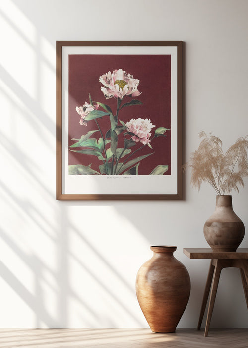 Hærdaceous Peony no2 Framed Art Modern Wall Decor