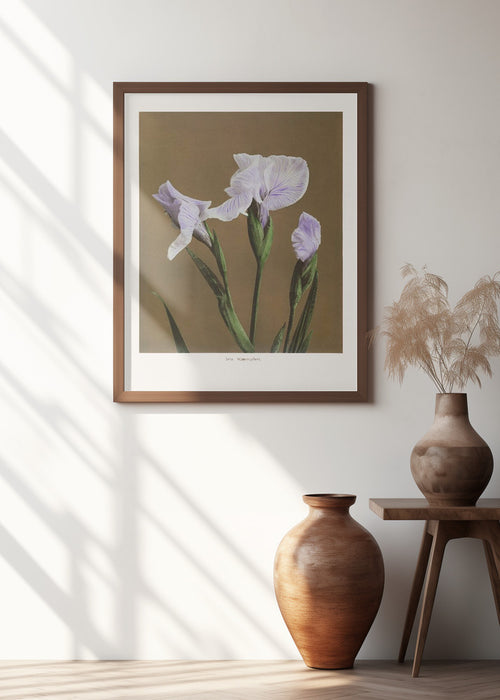 Iris Kæmpferi no2 Framed Art Modern Wall Decor