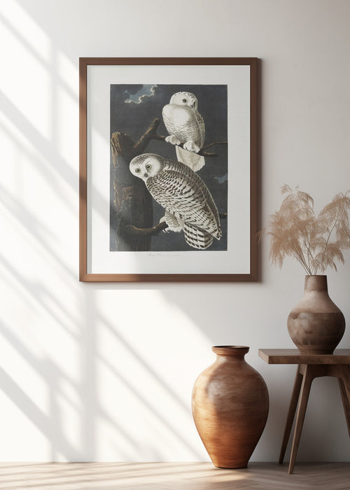 Snowy Owl From Birds of America (1827) Framed Art Wall Decor